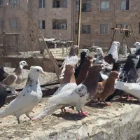 ۶۰عدد کبوتر رنگی|پرنده|تهران, بریانک|دیوار