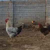 خروس چاق سنگین|پرنده|کوهدشت, |دیوار