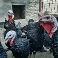 بوقلمون نر ده عدد