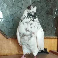 کفتر|پرنده|شاهرود, |دیوار