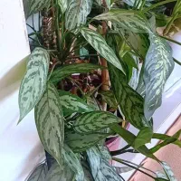 فروش گل های زینتی و آپارتمانی|گل و گیاه طبیعی|بلبان آباد, |دیوار