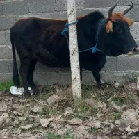 کاو چالوسی ۸ ماه شکم با برگه معاینه فروشی|حیوانات مزرعه|سنگر, |دیوار