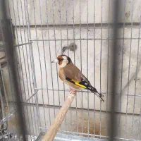 سهره رسمی نر جوجه پارسال