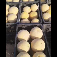 همکاری ملون و هندوانه در میدان