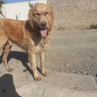 سگ گله|سگ|پیشوا, |دیوار