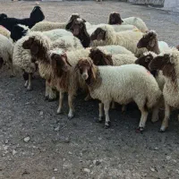 بره ماده داشتی|حیوانات مزرعه|آبدانان, |دیوار