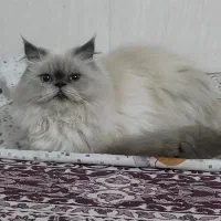 گربه پرشین اصلی|گربه|سبزوار, شرق کال شمالی|دیوار