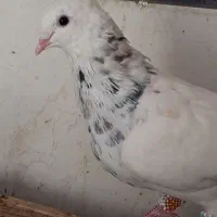 کفتر طوقی هفترنگ