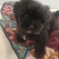 فروش توله سگ پامرانین