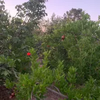 فروش باغ ۷۴۰.متری درجاده ساوه|فروش زمین و ملک کلنگی|تهران, دریاچه شهدای خلیج فارس|دیوار