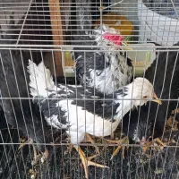 نیمچه گلین 3.5ماه اصل