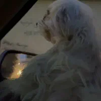 سگ شیتزو پامر