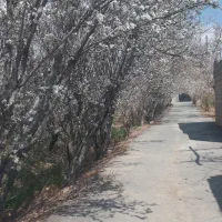 کرایه باغ مجانی