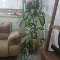 گل دیفن