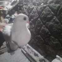 قوش قیسا دیمدیح چهارتا