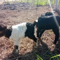 بزغاله|حیوانات مزرعه|رشت, حومه رشت|دیوار