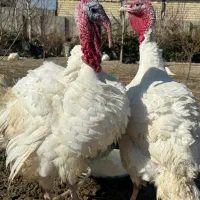 بوقلمون کاملا ارگانیک