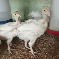 جوجه بوقلمون