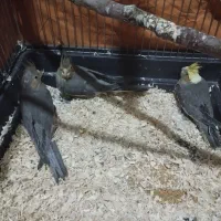 جوجه عروس هلندی|پرنده|زاهدان, |دیوار