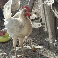 خروس