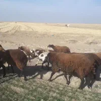 قوچ مهربانی|حیوانات مزرعه|میلاجرد, |دیوار