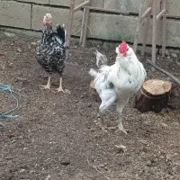 مرغ و خروس گلین،خروس گردن لخت مشکی|حیوانات مزرعه|تالش, هشتپر|دیوار