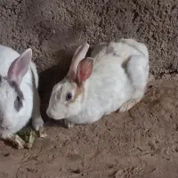 خرگوش بزرگ