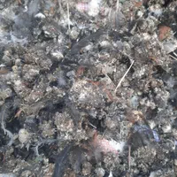 فضله مرغ بدون پوشال کاملا خشک شده