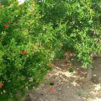 باغ باغچه ۱۰۰۰متری کاشانک اسلامشهر|فروش زمین و ملک کلنگی|اسلامشهر, کاشانک|دیوار