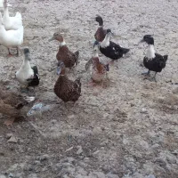 فروش قوغاز،نمیچه اسرائیلی و محلی و اردک بالغ|حیوانات مزرعه|لولمان, |دیوار