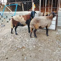 داشتی دوقلو زا