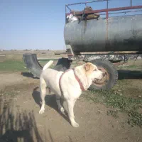 یک قلاده سگ الابای نر