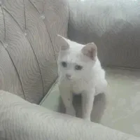 گربه نژاد دار عقیم شده ماده