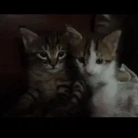 بچه گربه واگذاری 6عدد