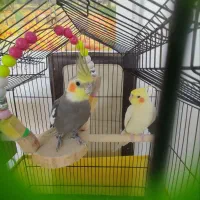 عروس هلندی نر و ماده جوان