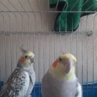 عروس هلندی نروماده