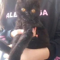 بچه گربه بریتیش