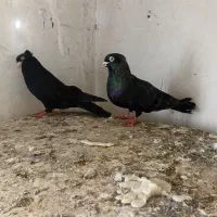 کبوترهای پرشی فروشی