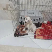 شیتزو ۵ماهه