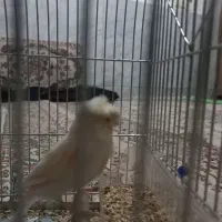 قناری ماده|پرنده|سیوان, |دیوار