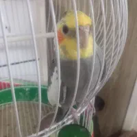 عروس سخنگو زیاد حرف میزنه