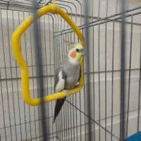عروس هلندی|پرنده|جهرم, |دیوار