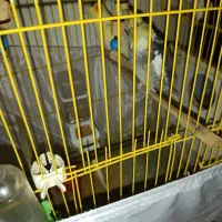 عروس هلندی مولد