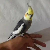 عروس هلندی سخنگو