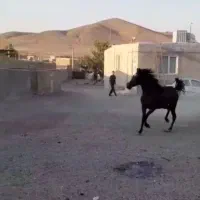 فروش کره اسب مادیان سن ۲ سال نیم نژاد درشور|اسب و تجهیزات اسبسواری|ملایر, |دیوار