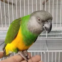 طوطی سنگال دستی سخنگو