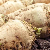 چغندر|حیوانات مزرعه|پلدشت, |دیوار