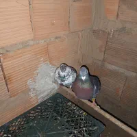 مسافتی مگسی نر و ماده جفت طاق معاوظه.