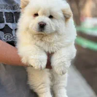 چاوچاو|سگ|اصفهان, ملک‌شهر|دیوار