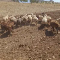 میش داشتی